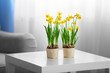 Blooming narcissus flowers on table indoors