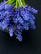 Blue Muscari Flowers (Grape Hyacinth) On Wooden Background