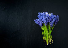 Blue Muscari Flowers (Grape Hyacinth) On Wooden Background