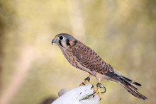 American Kestrel Sometimes Colloquially Known As The Sparrow Hawk Perched On Gloved Hand