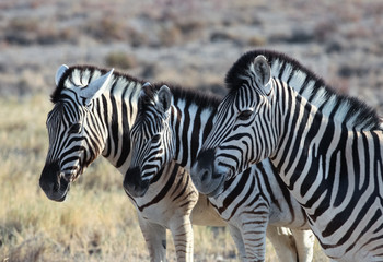 animals' wildlife in namibia, africa