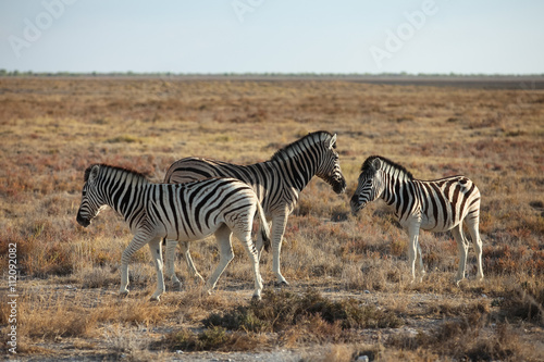 Photo animals' wildlife in Namibia, Africa