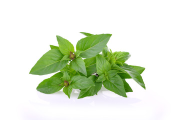 Sweet Basil on white background