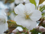 
Oshima cherry