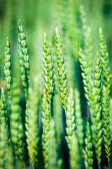 Wall Mural - Green wheat in the field