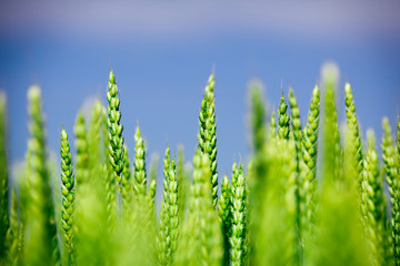 Wall Mural - Green wheat in the field