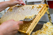 Eine prall mit Honig gefüllte Wabe wird geöffnet und entdeckelt