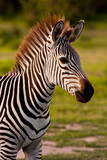 Fototapeta Konie - Close up of a zebra