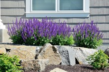 Salvia Flowers And Rock Retaining Wall