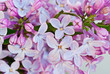© lamberrto - Blossoming lilac, Syringa. Macro. Background