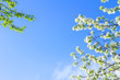 © Baikal360 - apple flowers are blooming, on background sky