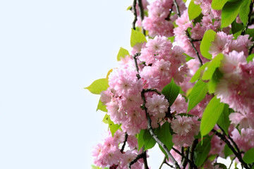 Poster - Sakura flowers on a spring day