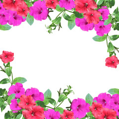 Fotomurales - Beautiful floral background. Petunia. Isolated 