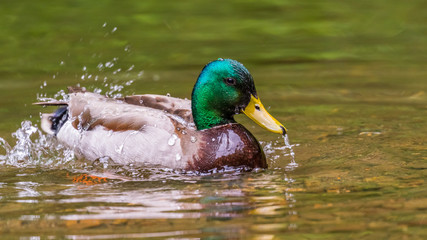 Wall Mural - duck in a spray of water. drakes of the mallard or wild duck, have a glossy green head and are grey 