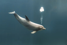 Bottlenose Dolphin Blowing Bubbles