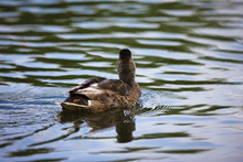 Duck Swimming Away