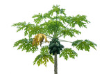 papaya tree isolated on white background