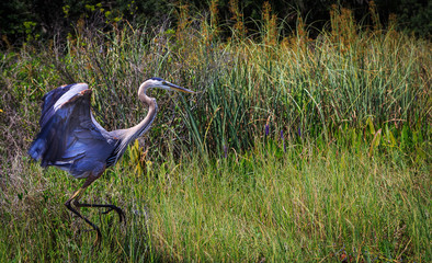 Grand Heron relaxing on fresh water lake in Oxford FL