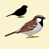 Fototapeta Dinusie - Sparrow bird silhouette black realistic vector illustration