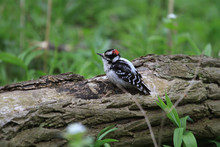 Downy Woodpecker Male Perched On Dead Tree