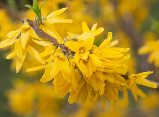 Wall Mural - yellow flowers as background