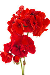 Wall Mural - Red garden Geranium Pelargonium flowers isolated on white background