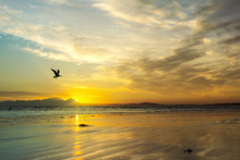 Beautiful Beach Sunset With Flying Sea Gull Silhouette At Strand Beach, Helderberg, Cape Town, Western Cape, South Africa.