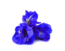 Butterfly Pea Flower Isolated On White Background