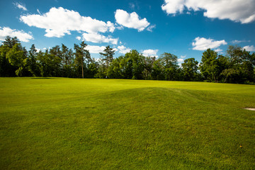 Wall Mural - Park with green meadow and forest. Green meadow and blue sky. Summer scene. Beautiful meadow in green park.