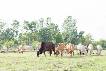 Cows grazing on a green summer meadow at sunny day