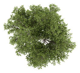 Wall Mural - top view of austrian oak tree isolated on white background. 3d i