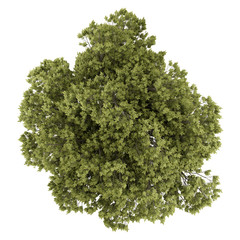 Wall Mural - top view of austrian oak tree isolated on white background. 3d i