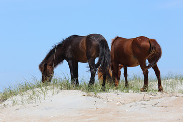 Wild Horses of Shackleford Banks