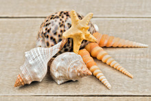 The Composition Of The Shells