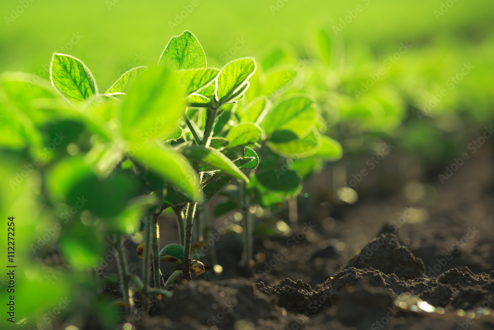 Young soybean plants growing in cultivated field - obrazy, fototapety, plakaty 