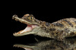 Closeup Young Cayman Crocodile, Reptile with opened mouth Isolated on Black Background, Side view