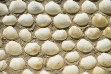 Wall Made Of Sea Shells.