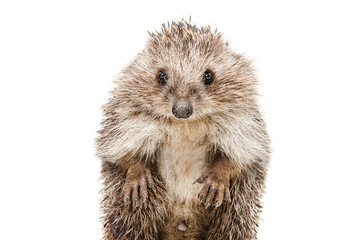 Wall Mural - portrait of a funny hedgehog standing on his hind legs