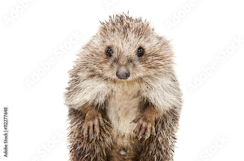 Portrait of a funny hedgehog standing on his hind legs Poster Mural XXL