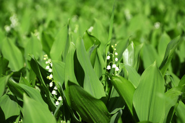 Fototapete - Lily-of-the-valley flowers, closeup