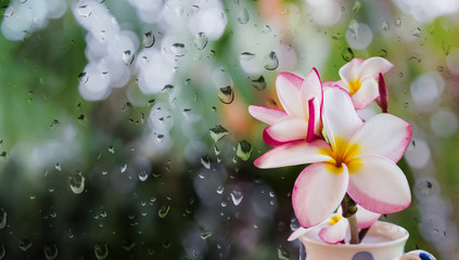 Wall Mural - Pink white and yellow plumeria or frangipani in cup on rain water drop at window glass plate background