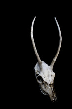Deer Skull With Odd Antlers