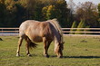 Horse in the paddock