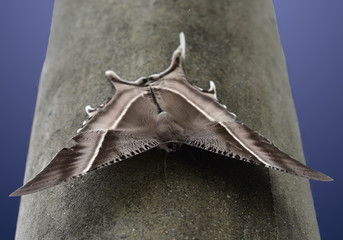 Lyssa zampa butterfly sits on a black pole (Sumatra, Indonesia)