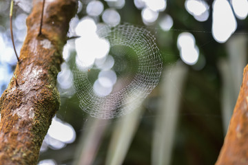 Cobweb, stretched between two trees, covered with drops after recent rain (Sumatra, Indonesia)