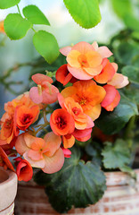 Wall Mural - Blossoming begonia