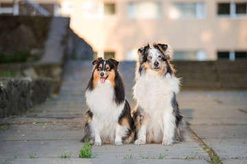 two sheltie dogs sitting outdoors together