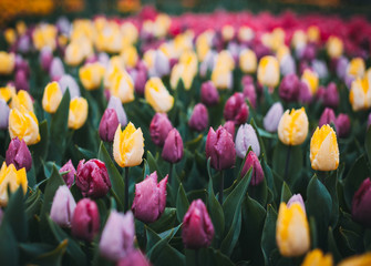 Wall Mural - Tulips in famous Keukenhof park in Netherlands. Beautiful blooming multicolored flowers in spring garden, vibrant floral background with vintage toning for design. Instagram style