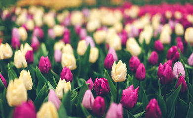 Wall Mural - Tulips in famous Keukenhof park in Netherlands. Beautiful blooming multicolored flowers in spring garden, vibrant floral background with vintage toning for design. Instagram style