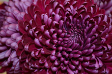 Closeup Purple Chrysanthemum Flower